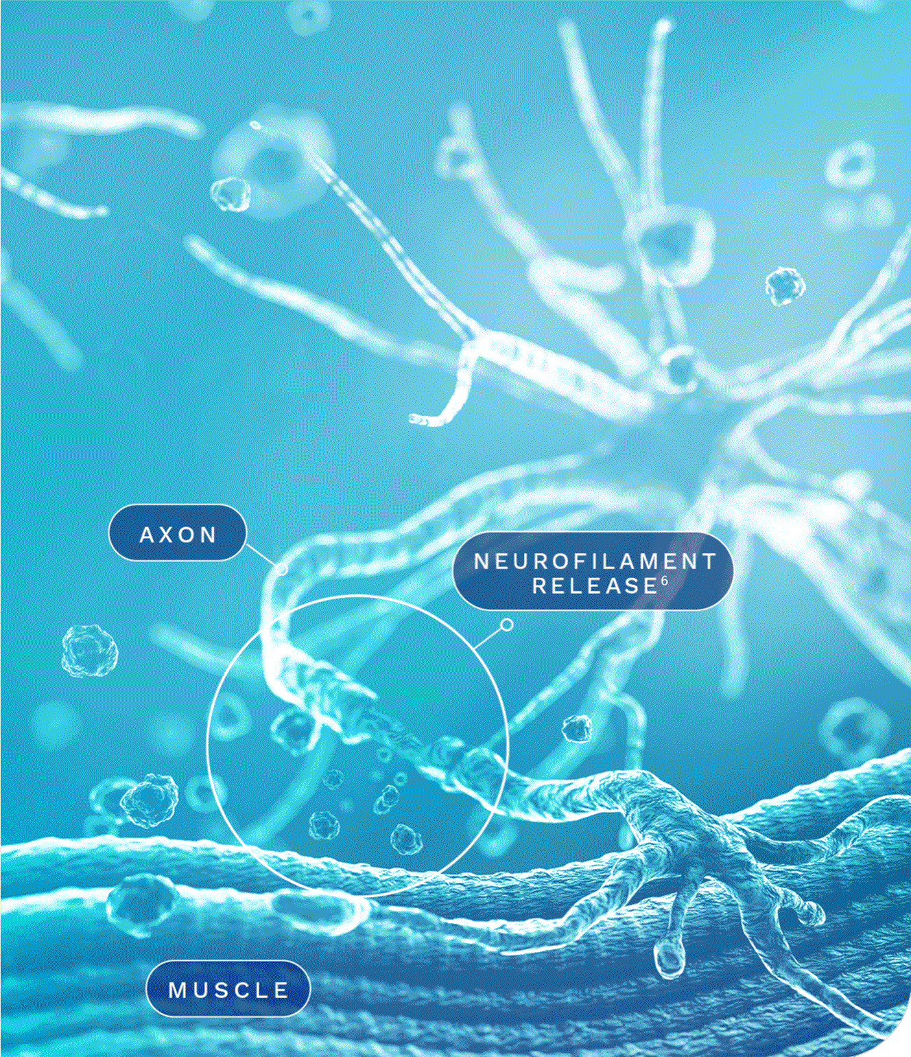 Neuron diagram